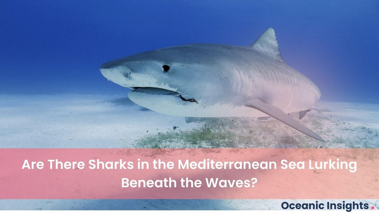 Are There Sharks in the Mediterranean Sea Lurking Beneath the Waves?