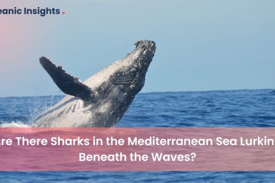 Understanding the Classification of Whale Fishes