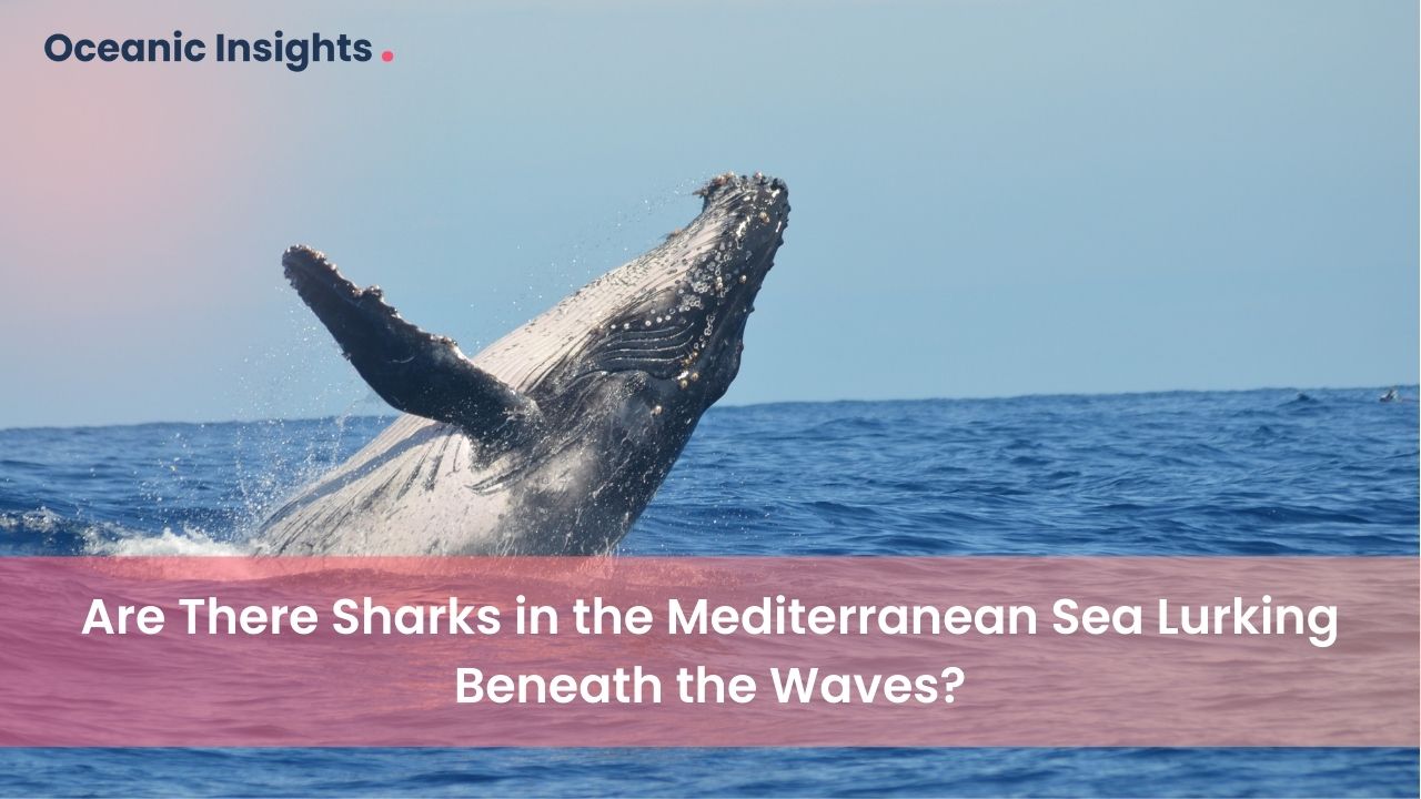 Understanding the Classification of Whale Fishes