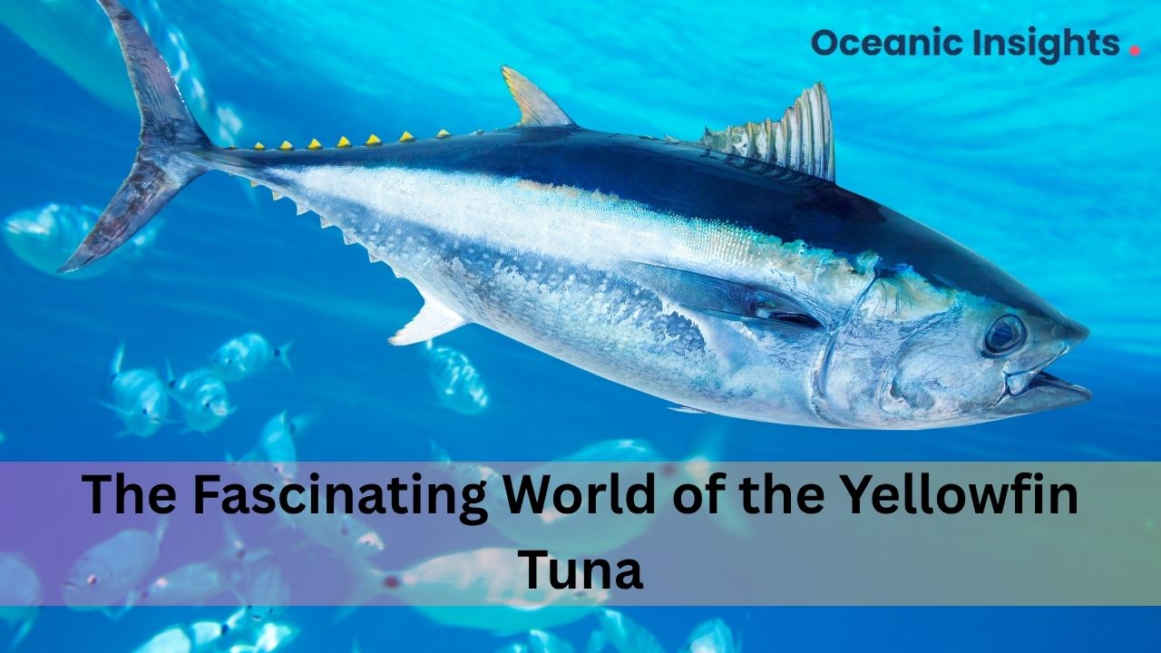 The Fascinating World of the Yellowfin Tuna