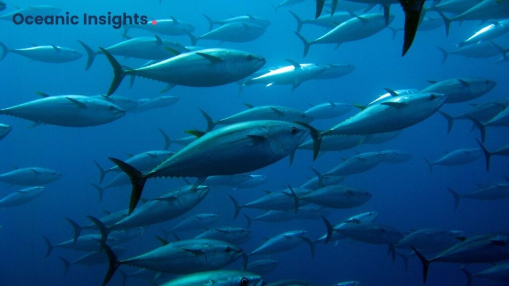 The Yellowfin Tuna: A Biological Masterpiece