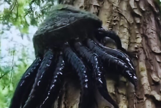 are north american pine squids real