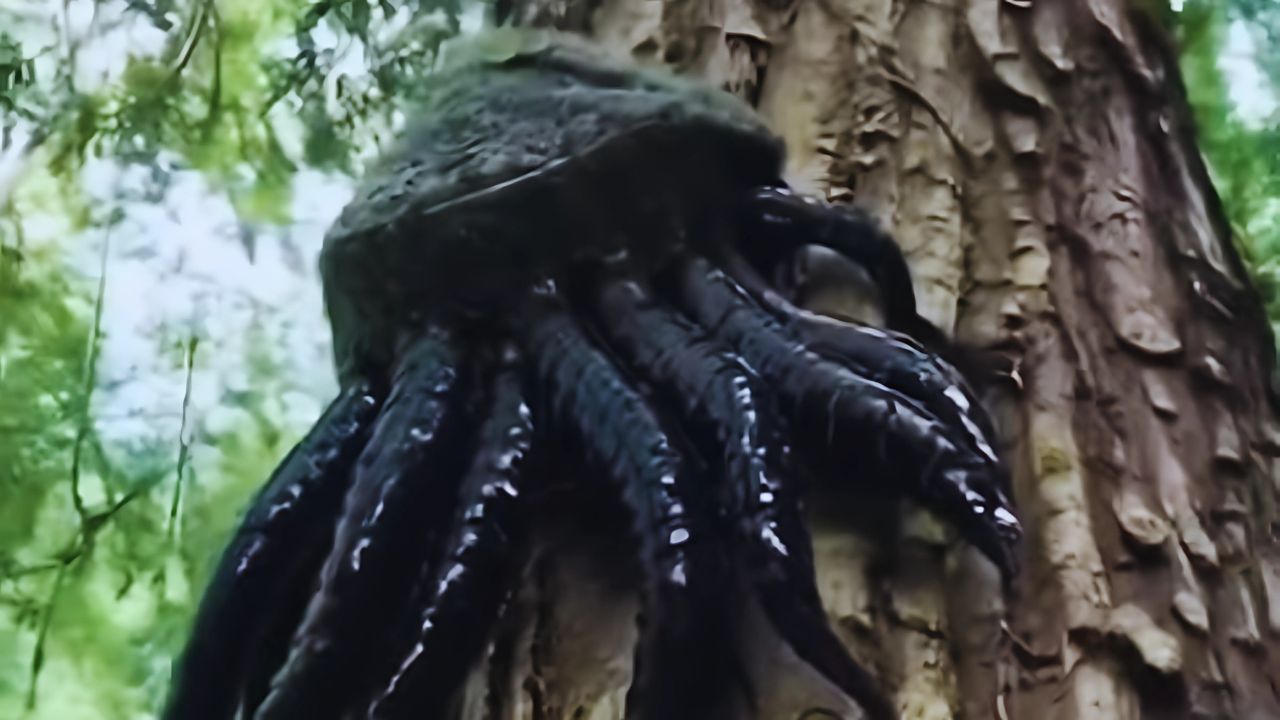 are north american pine squids real