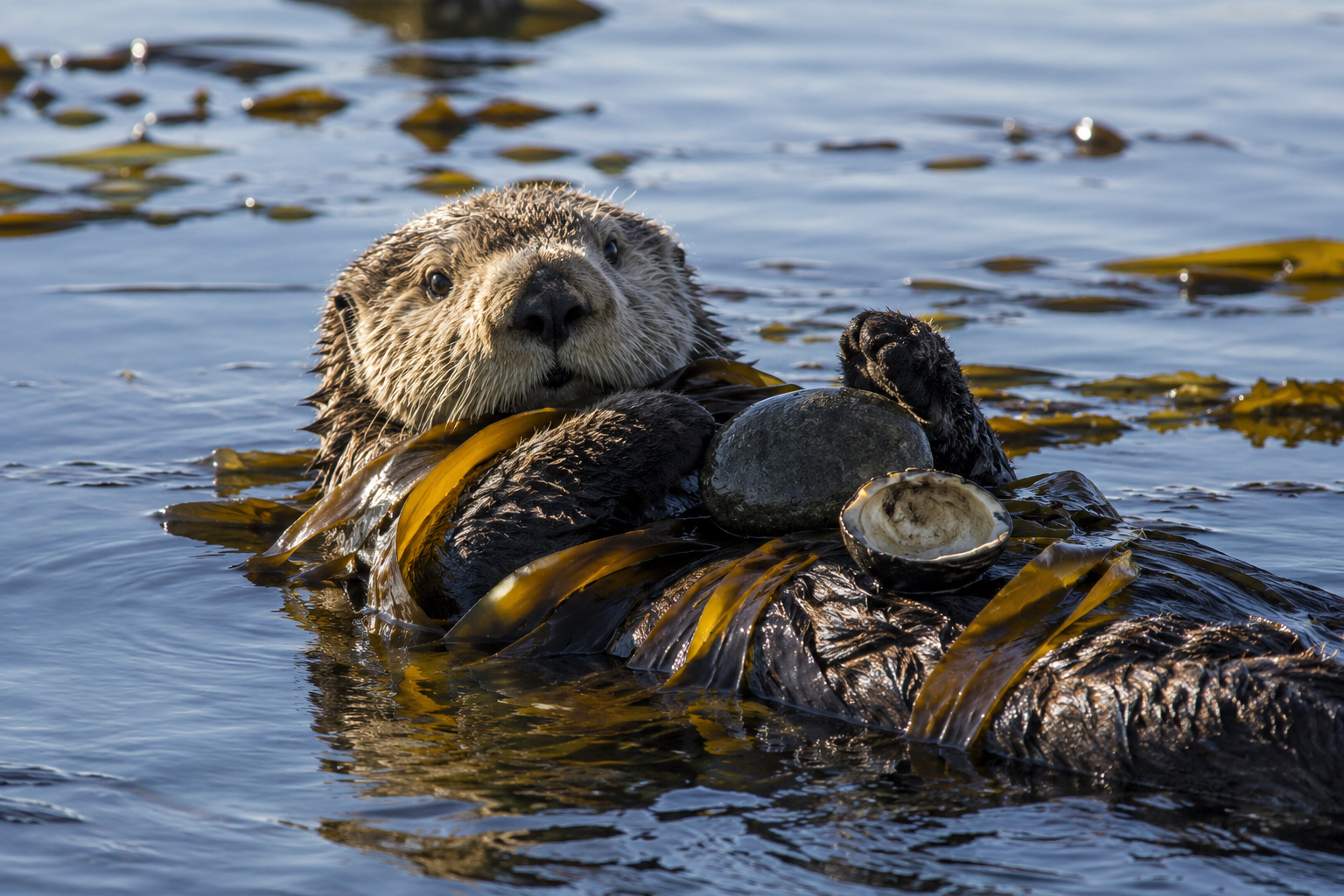 Are Sea Otters Endangered