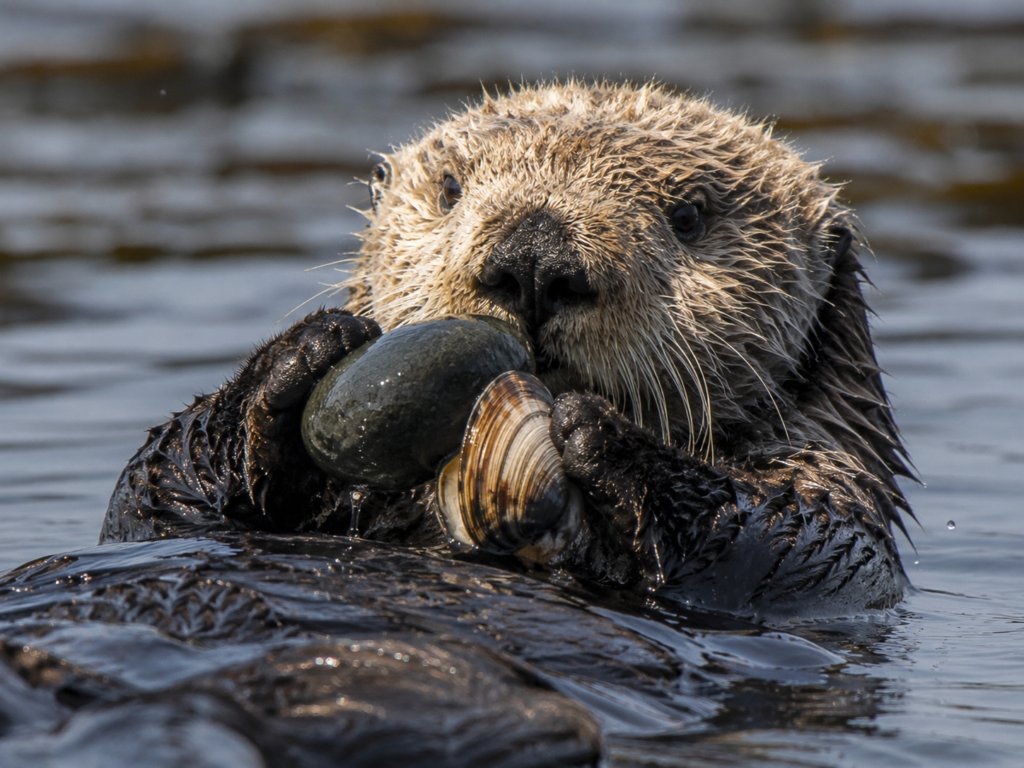 Are Sea Otters Endangered?