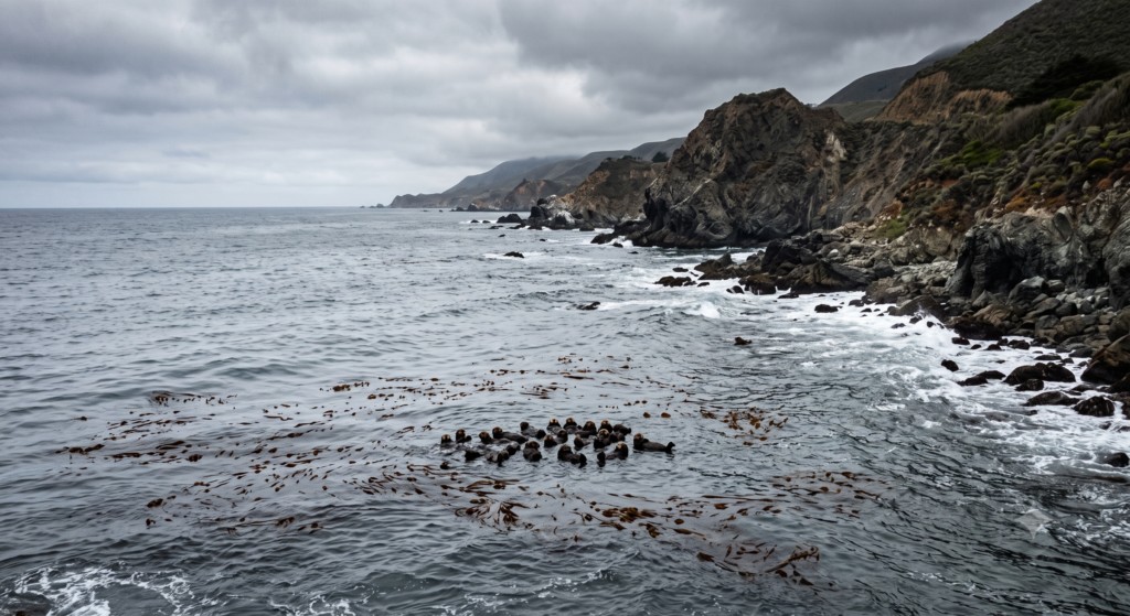 Sea Otters